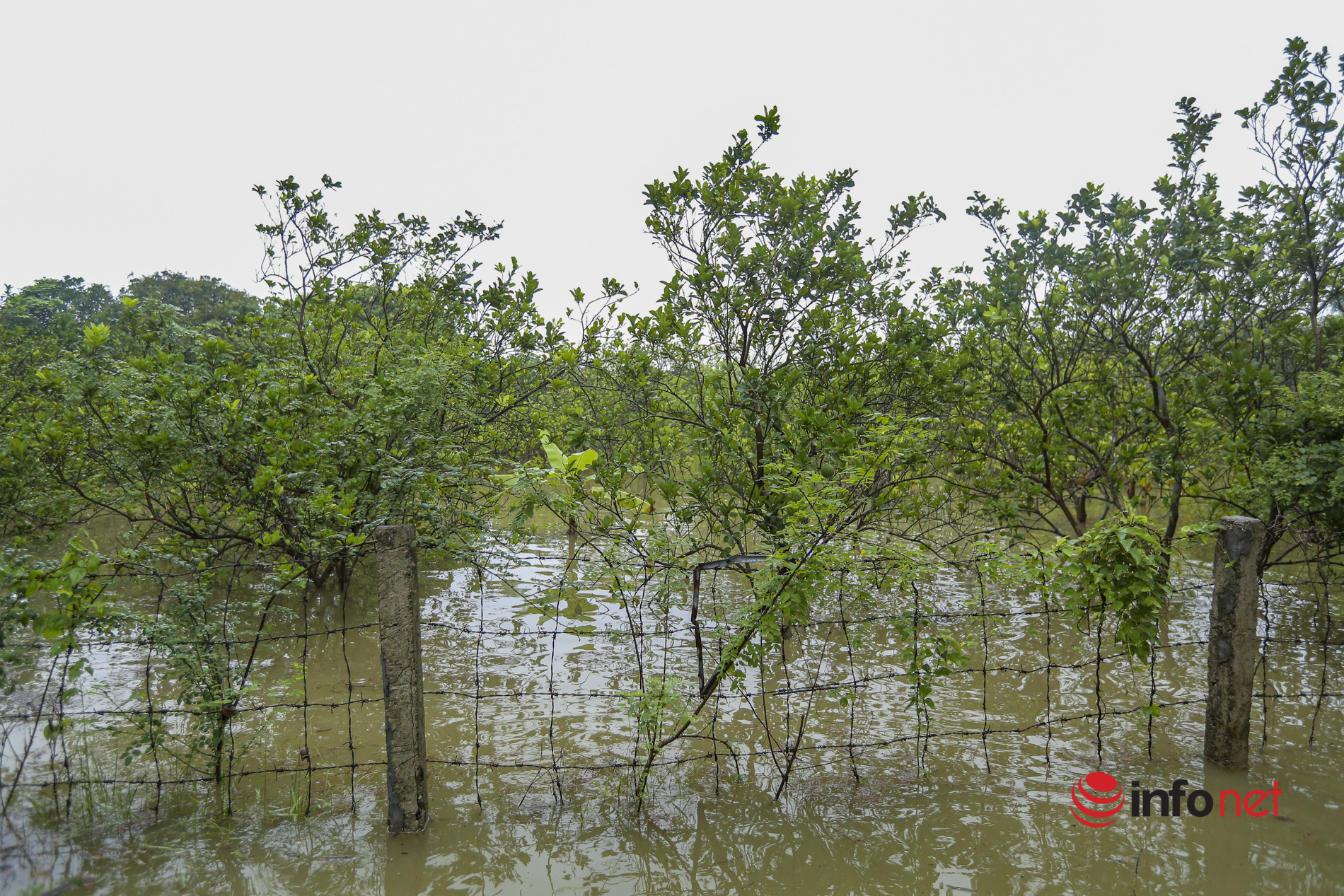 Nước sông lên cao, hàng chục nhà dân ngoại ô Hà Nội chìm trong biển nước