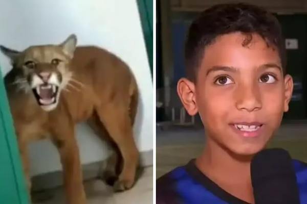 9-year-old boy spotted jaguar growling in the toilet at school