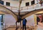 Phát hiện dấu vết 'rồng tử thần' khổng lồ sải cánh dài 9 mét