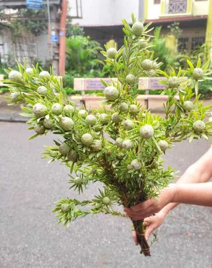 Thứ cành quả đẹp lạ mắt cắm chơi cả tháng, giá siêu tiết kiệm khiến người chơi hoa mê mẩn