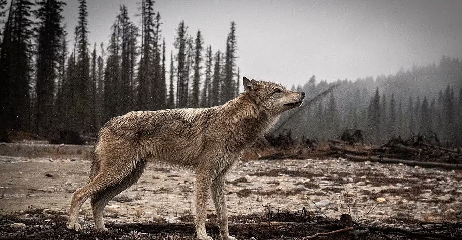 Nhiếp ảnh gia nổi tiếng với loạt ảnh thiên nhiên hoang dã bất ngờ chạm trán với sói