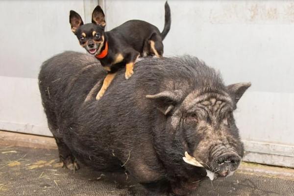 The ‘unique’ friendship between a dog and a small pig is surprising