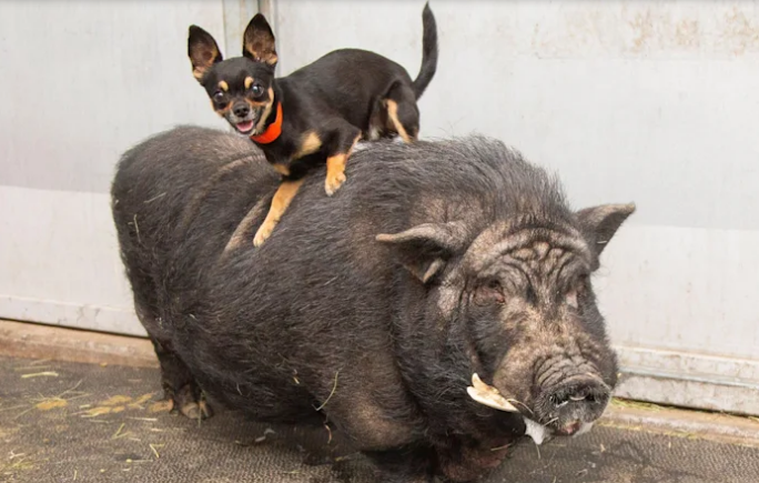 The 'unique' friendship between a dog and a small pig is surprising