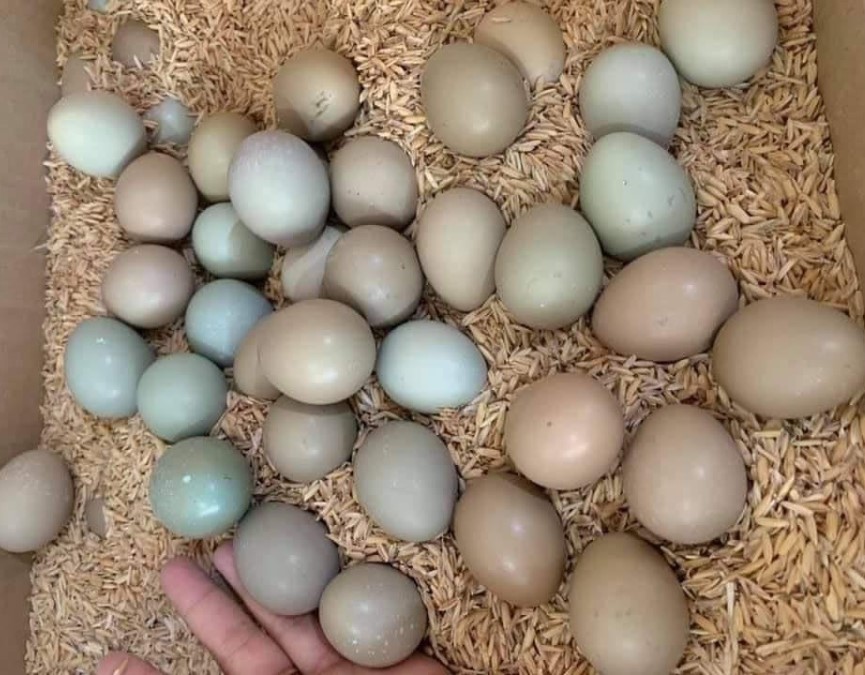 Đắt gấp 5-6 lần trứng gà, loại trứng được ví bổ như ‘sâm’ được chị em nội trợ lùng mua
