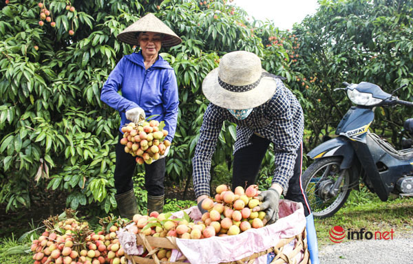 Bustling season of lychee picking Thanh Ha – Hai Duong: Having a good season, people are excited to calculate “pocket” hundreds of millions
