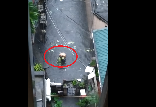 Tragic comedy clip of a man 'smelly' of 2 cabbages getting lost in the rain in Hanoi