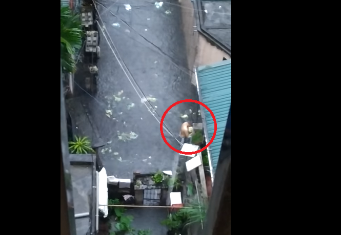 Bi hài clip người đàn ông ‘hôi của’ 2 cây bắp cải đi lạc dưới mưa ngập ở Hà Nội