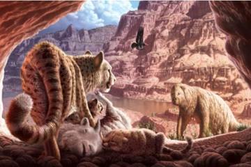Cuộc chiến sinh tử giữa hai con báo trong hang động Grand Canyon