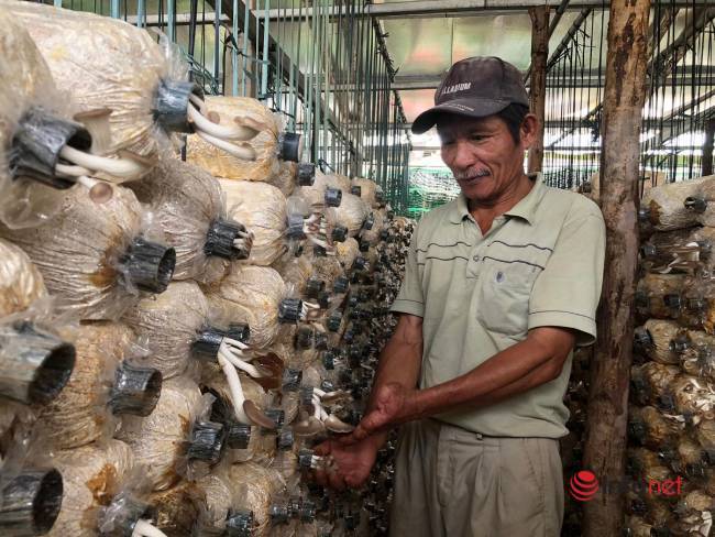 Trồng loại nấm nhiều người chuộng, ông chủ bán cả tạ mỗi ngày thu về 5 triệu