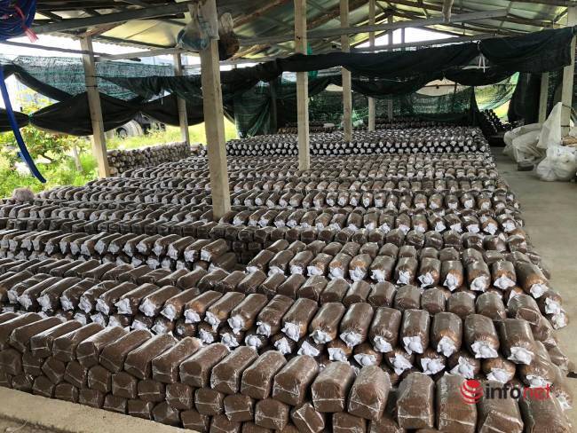 Growing abalone mushrooms, the owner always sells a ton of mushrooms every day, earning 5 million dong