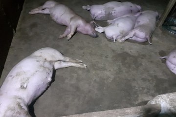 Hà Tĩnh: Một gia đình mất 12 con lợn vì sét đánh trúng trong cơn mưa lớn