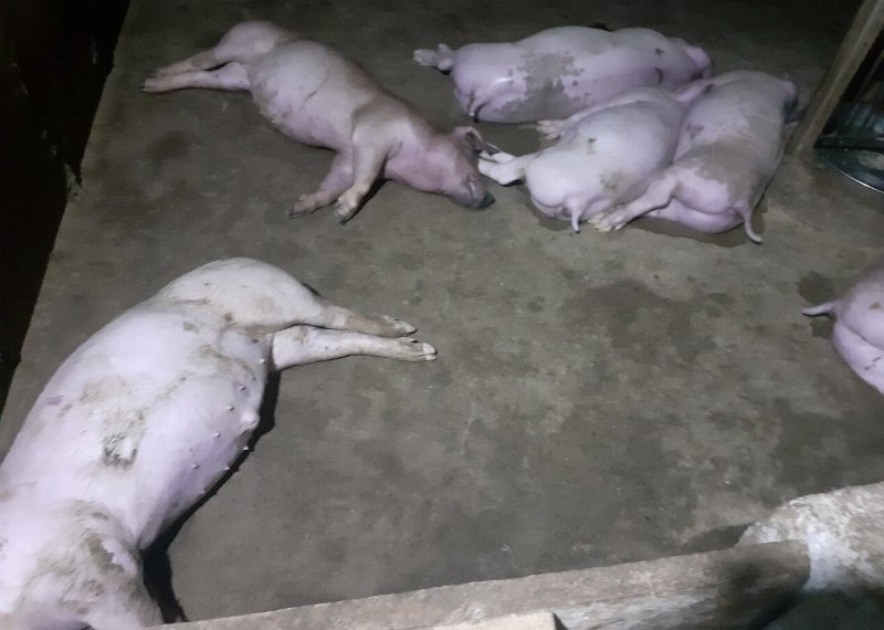 Ha Tinh: Heavy rain accompanied by thunder, dozens of pigs in a barn died hard