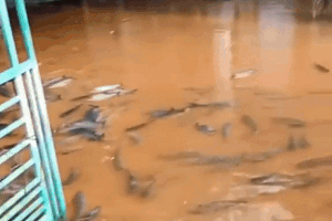 Trầm trồ ngắm đàn cá khủng 'lạc trôi' vào sân nhà sau mưa lớn