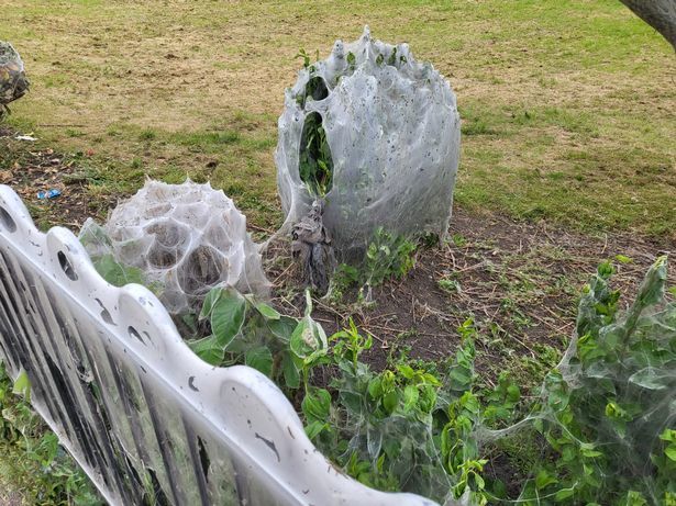 Terrified giant caterpillar web spread all over the park in England