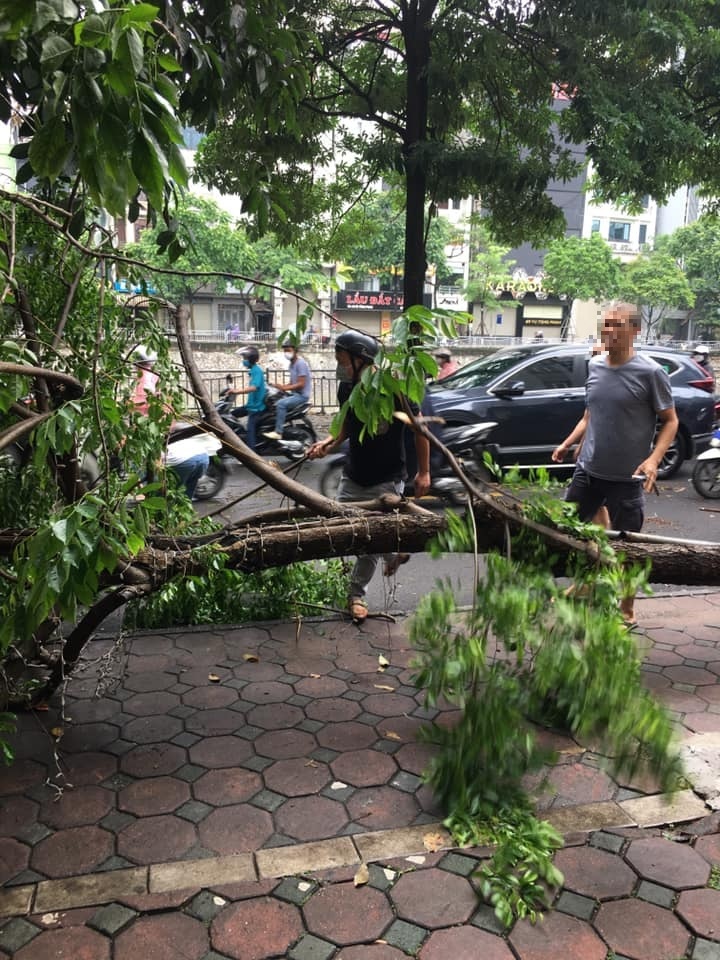 The green trees on Hanoi's road suddenly uprooted and fell on 3 motorcyclists