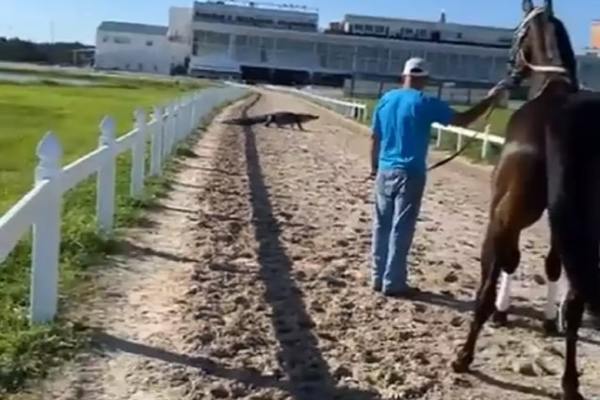 Shocking moment a crocodile crawls out to the track to stop the horse from running
