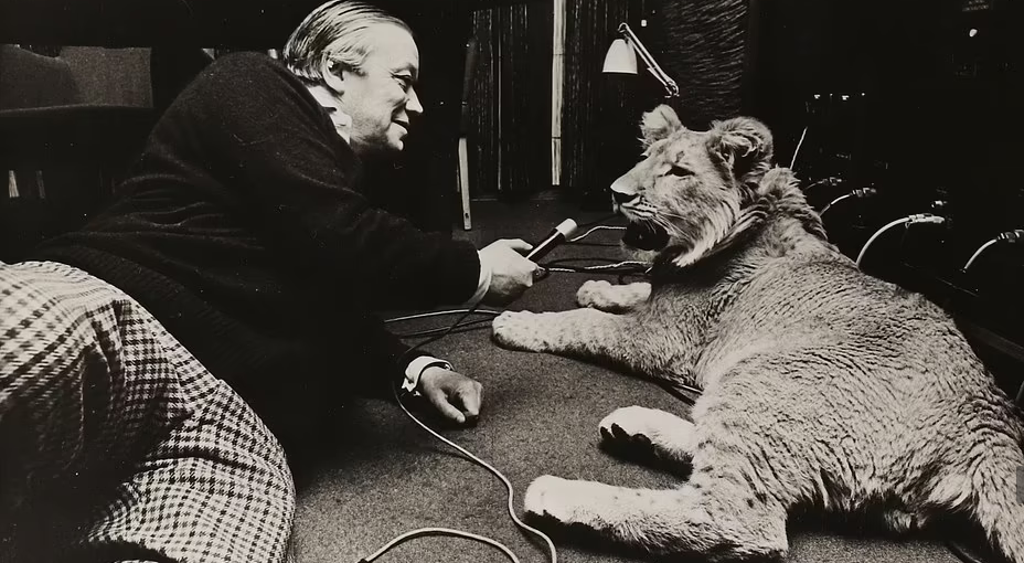 Rare image of the luxurious life of a lion raised in a high-class apartment in 1960