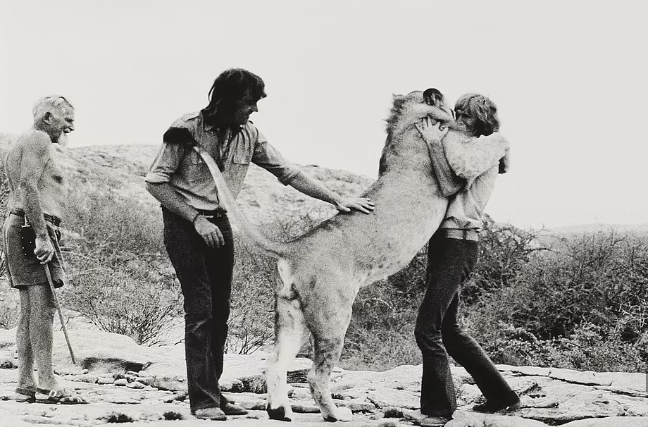 Rare image of the luxurious life of a lion raised in a high-class apartment in 1960