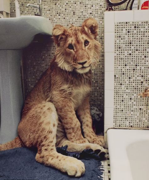 Rare image of the luxurious life of a lion raised in a high-class apartment in 1960