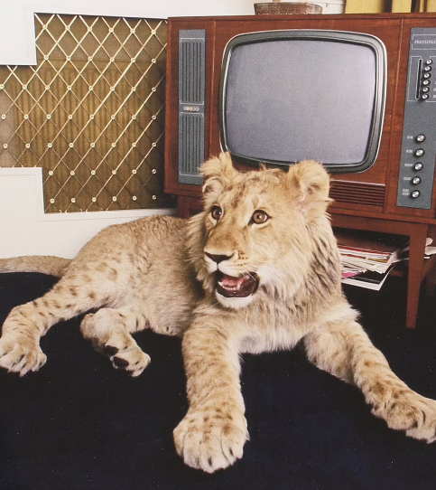 Rare image of the luxurious life of a lion raised in a high-class apartment in 1960