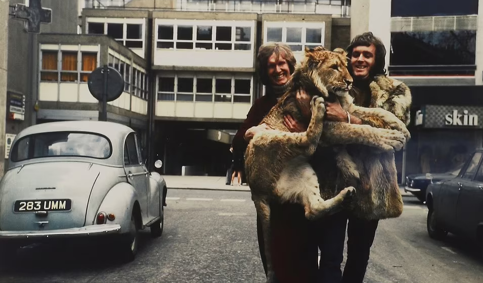 Hình ảnh hiếm về cuộc sống sang chảnh của sư tử nuôi trong căn hộ cao cấp năm 1960