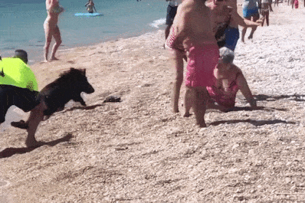 Đang tắm nắng trên bãi biển, người phụ nữ bị lợn rừng tấn công