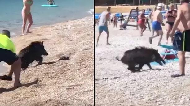 Sunbathing on the beach, the woman was attacked by wild boar