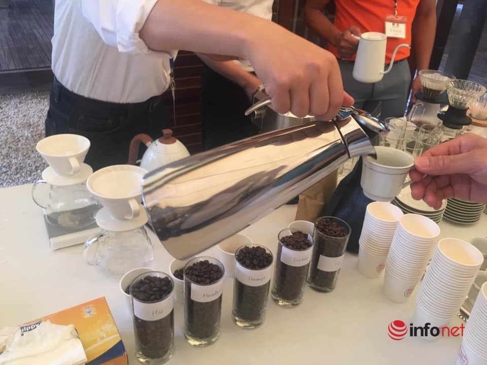 Việt Nam có thêm giống cà phê Arabica mới