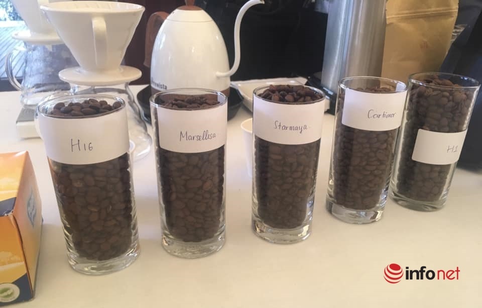 Việt Nam có thêm giống cà phê Arabica mới