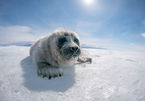 Loạt ảnh hải cẩu cực hiếm tại hồ sâu nhất thế giới