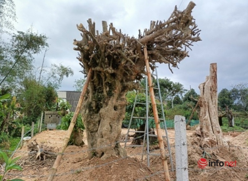 Khởi tố 5 đối tượng trộm cây giới hơn 100 năm tuổi ở Hà Tĩnh vận chuyển ra Hoà Bình