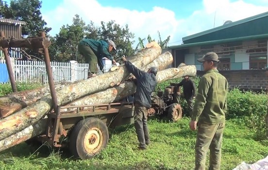 Dak Lak: Prosecuting 5 people who sawed and cut down many trees illegally and opposed the authorities