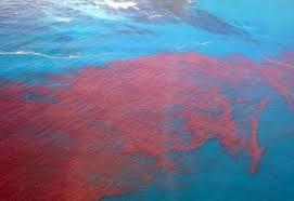Is the Red Sea really red as the name suggests?
