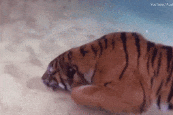Rare moment of tiger swimming in the water