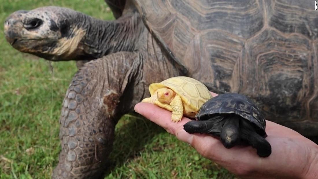 Close-up of the rare new born albino Galapagos giant tortoise