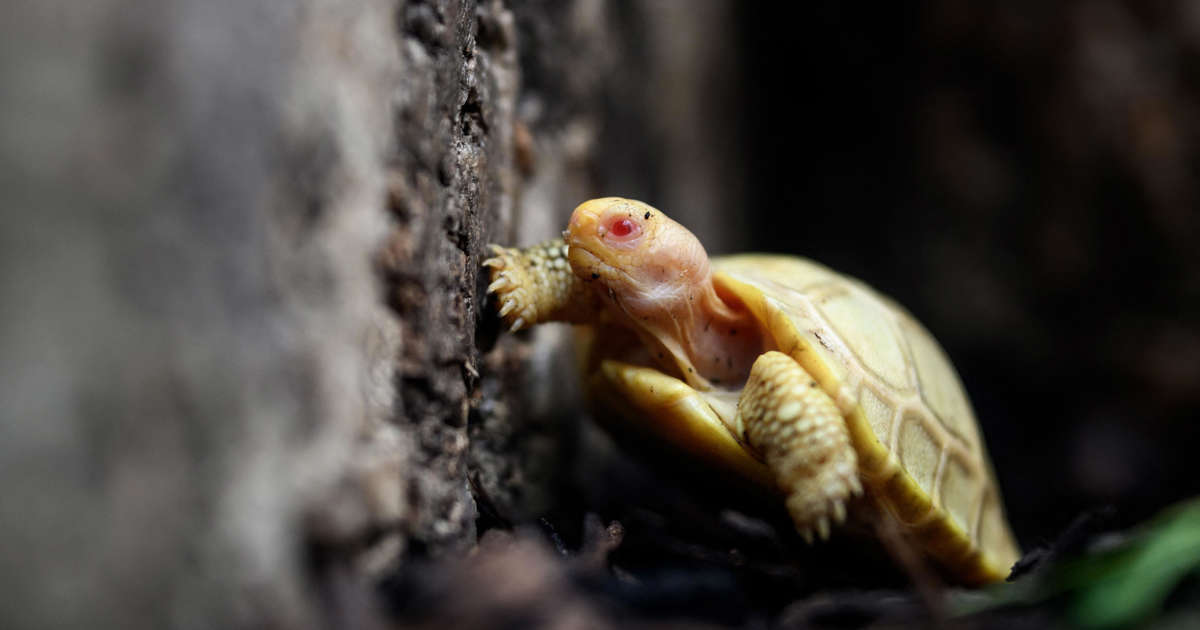 Close-up of the rare new born albino Galapagos giant tortoise