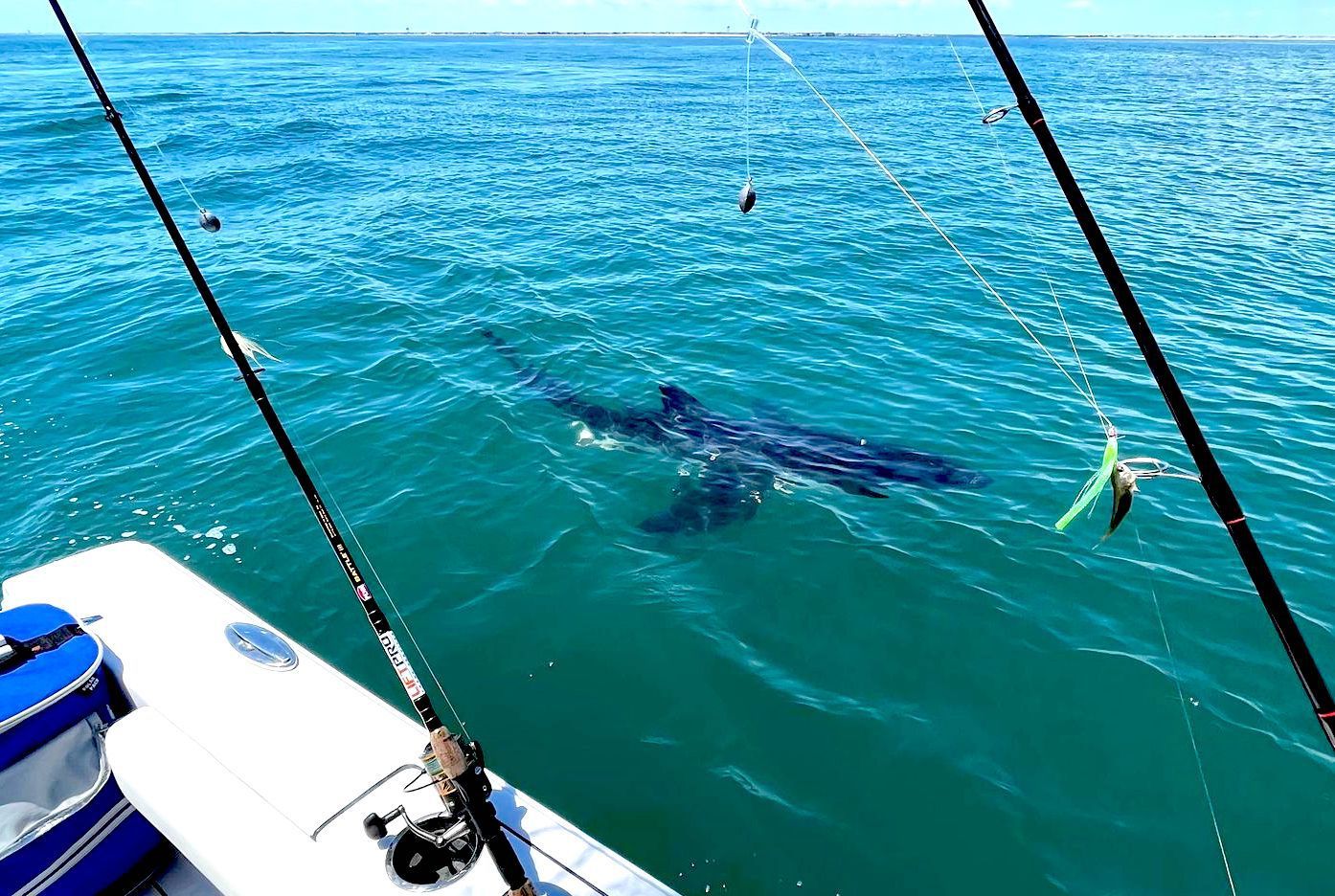 Going fishing in the sea, suddenly met a great white shark