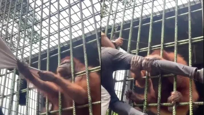 Wanting to get close to the orangutan to take pictures, the man received a bitter ending