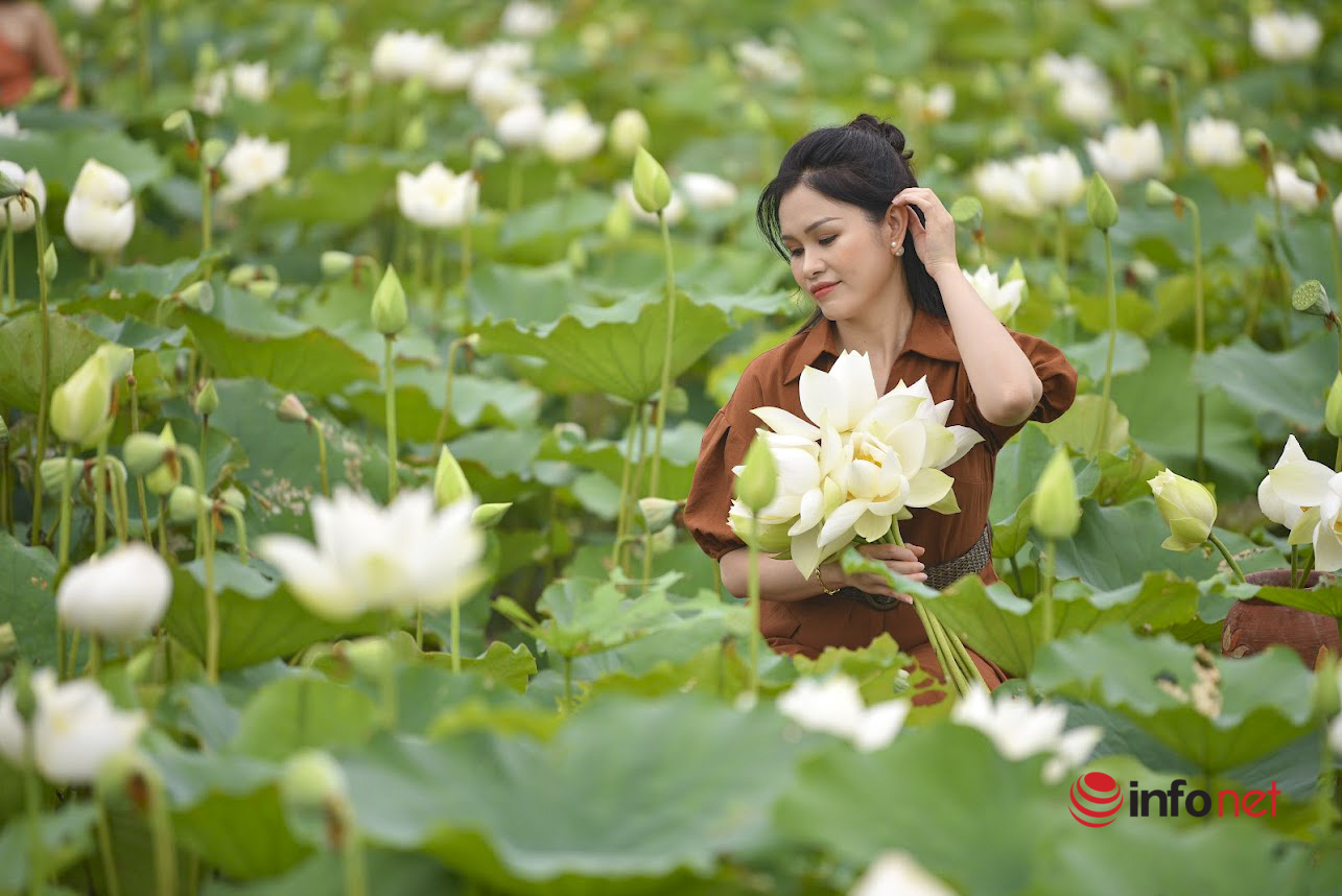 The white lotus dress is in full bloom, hundreds of people eagerly come to check-in every day