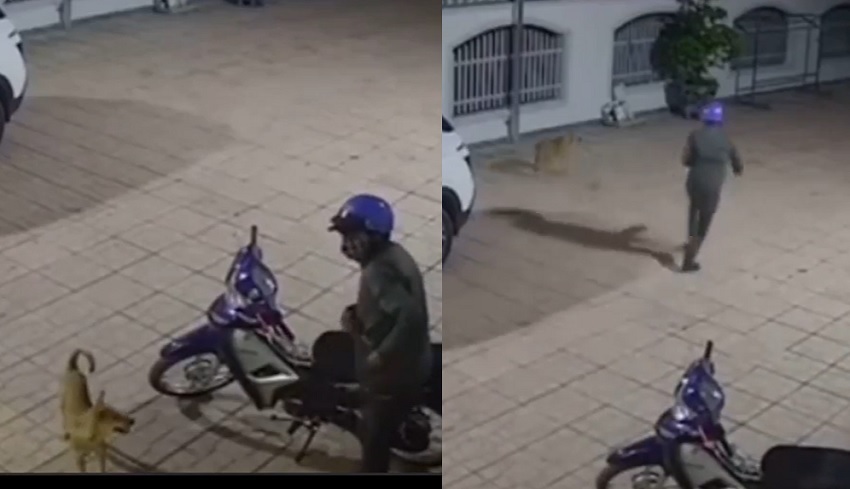 Chú chó 'im lặng' khi người lạ lẻn vào sân định trộm xe máy, hành động sau đó khiến dân mạng cười bò