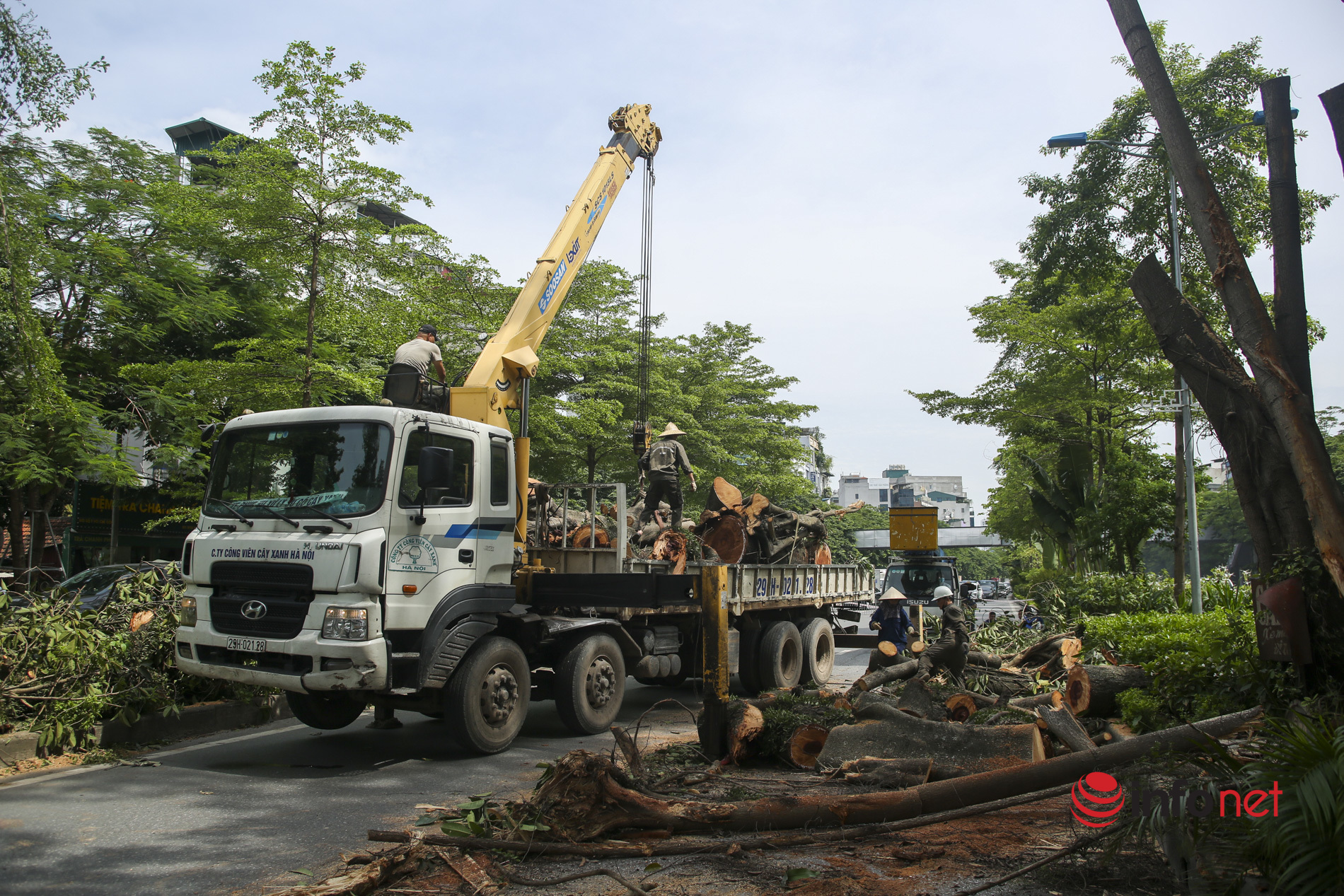 Hà Nội: Nhánh cây trăm tuổi đổ lúc nửa đêm, đường Võ Chí Công tắc nghẽn cả buổi sáng
