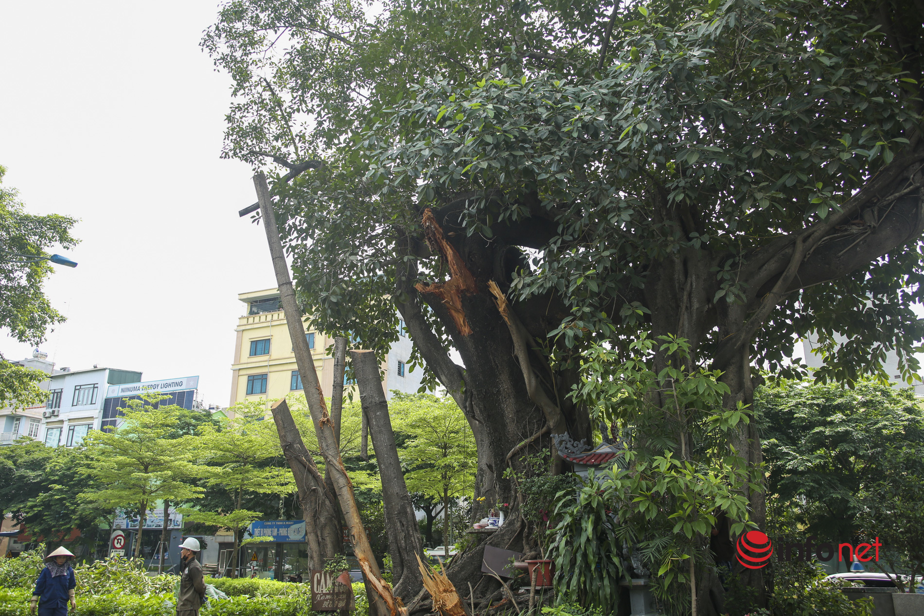 Hà Nội: Nhánh cây trăm tuổi đổ lúc nửa đêm, đường Võ Chí Công tắc nghẽn cả buổi sáng
