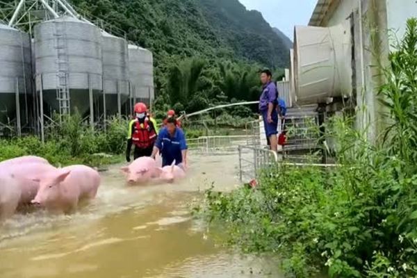 Huy động 150 lính cứu hỏa và cảnh sát giải cứu 13.000 con lợn mắc kẹt trong mưa lũ