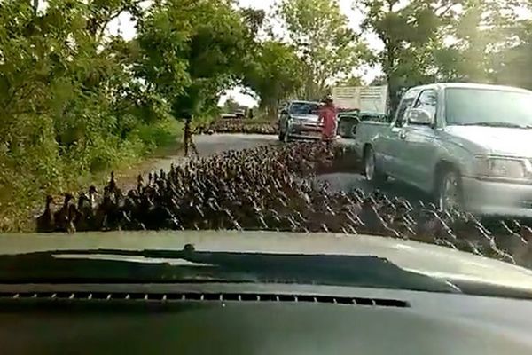 Hàng trăm con vịt ‘hành quân’ sang đường, tài xế ngồi chờ 30 phút vẫn vui