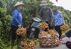 Giá cao gấp đôi, người trồng vải bán cả chục tấn, thu hàng trăm triệu đồng