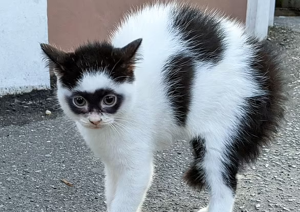 Mèo 'siêu nhân' có gương mặt kỳ lạ nổi tiếng khắp mạng xã hội