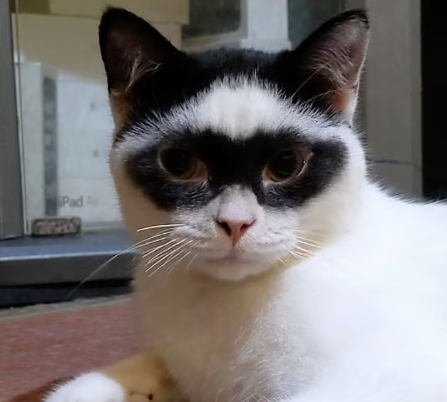 Mèo 'siêu nhân' có gương mặt kỳ lạ nổi tiếng khắp mạng xã hội