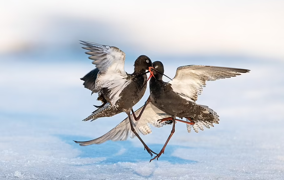 Loạt ảnh đẹp trong cuộc thi nhiếp ảnh về chim muông của năm 2022