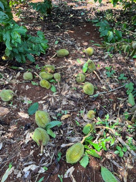 Vựa sầu riêng Krông Pắk thiệt hại nặng nề sau lốc xoáy, nông dân 1 xã mất trắng gần 500 tấn quả