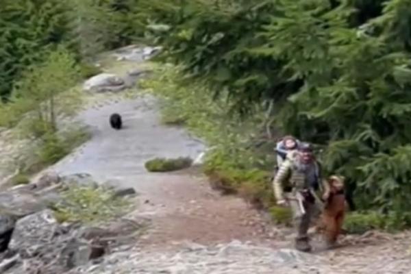 Đi bộ đường dài, gia đình 3 con chạm trán gấu đen và cái kết